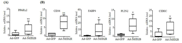 Overexpression of JMJD2B increased the expression of PPARγ2 and its target genes in the liver of JMJD2B-overexpressed mice