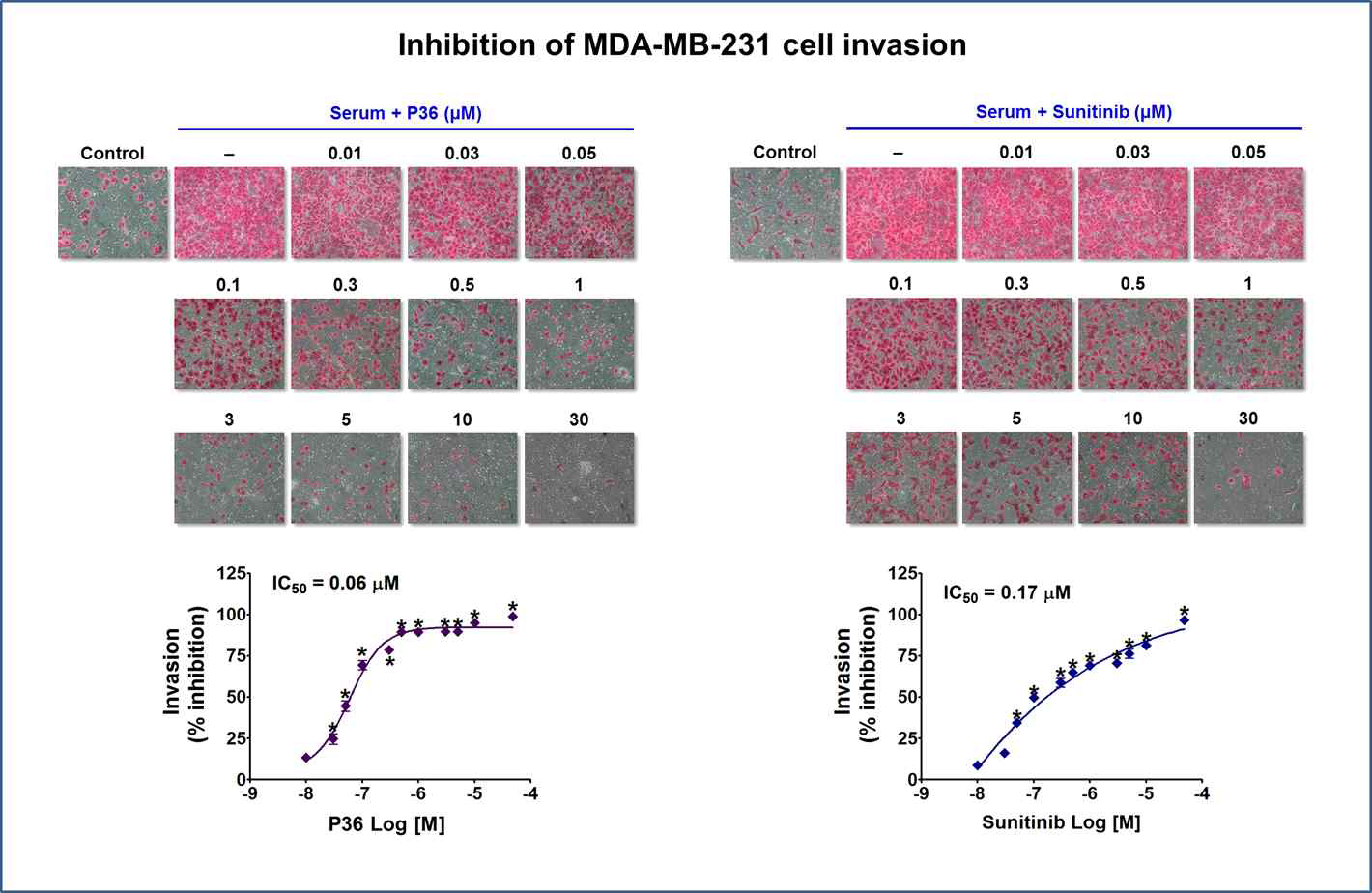P36 화합물의 전이성 유방암세포(MDA-MB-231) 침윤억제시험 결과
