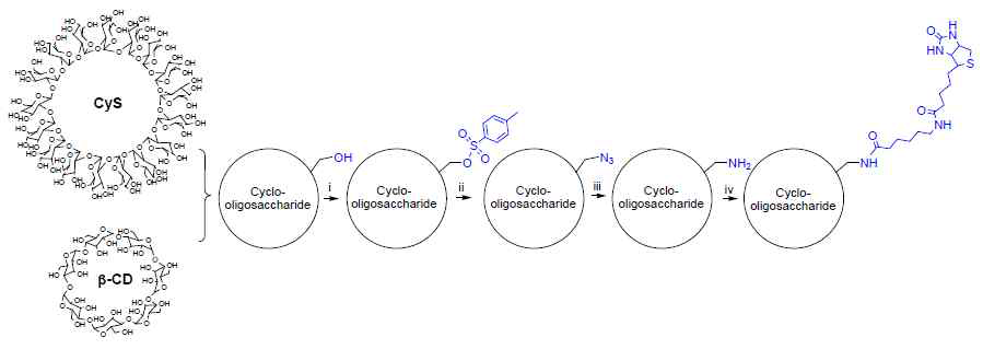 Biotinyl Cyclooligosaccharides의 합성 모식도