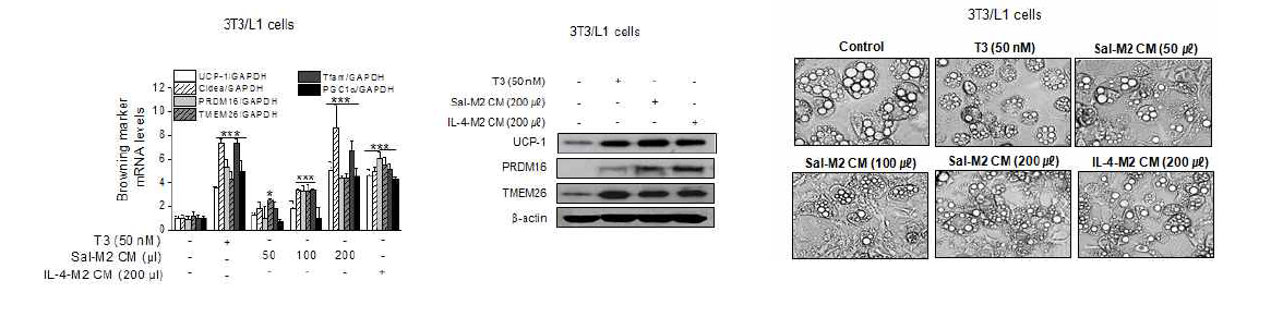 Sodium salicylate 처리 Raw264.7 cell의 conditioned medium의 browning 작용