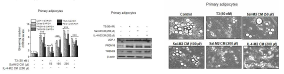 Sodium salicylate 처리 BMDM cell의 conditioned medium의 browning 작용