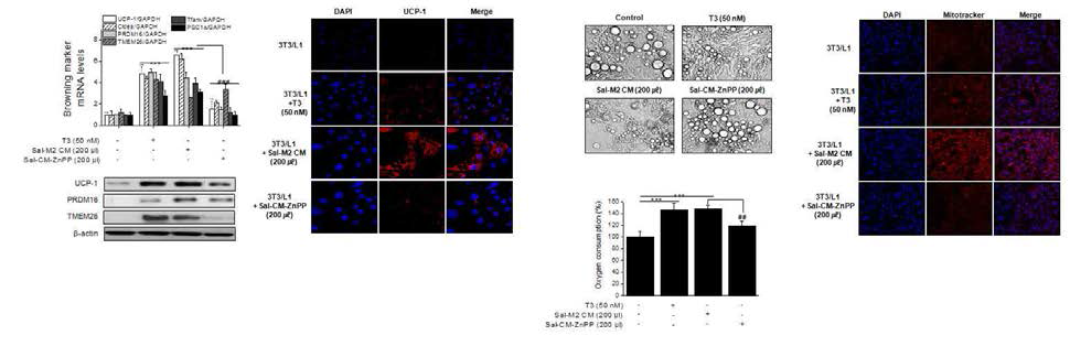 Sodium salicylate 처리 M2 CM의 browning 작용에 있어서 HO-1의 역할