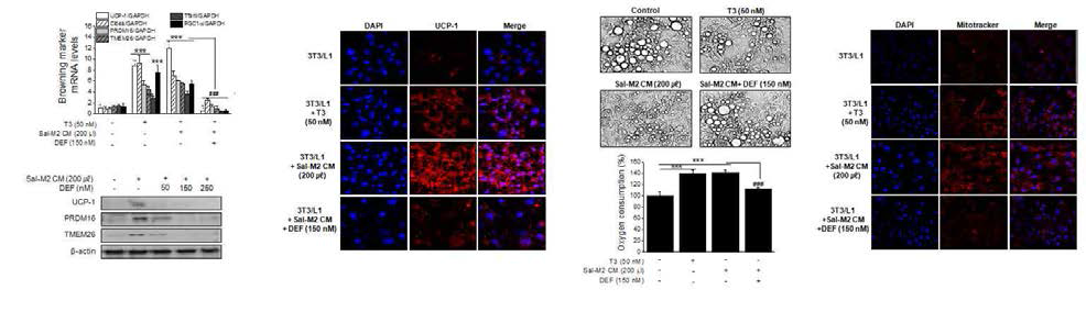 Sodium salicylate 처리 M2 CM의 browning 작용에 있어서 iron의 역할