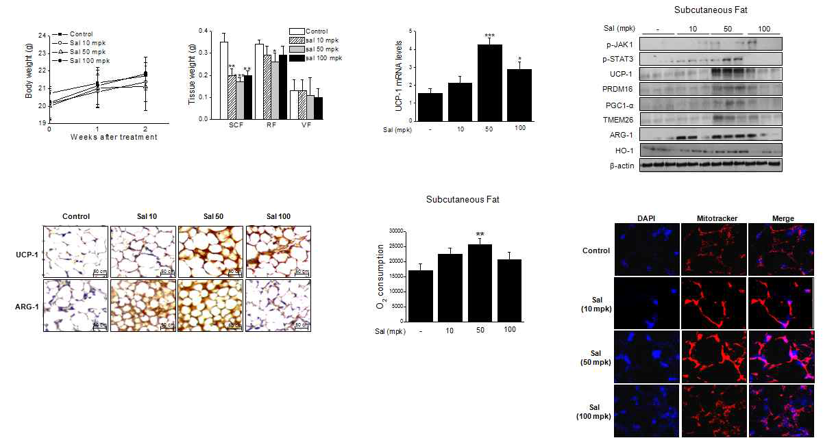 C57BL/6J mice에서 sodium salicylate의 in vivo browning 작용