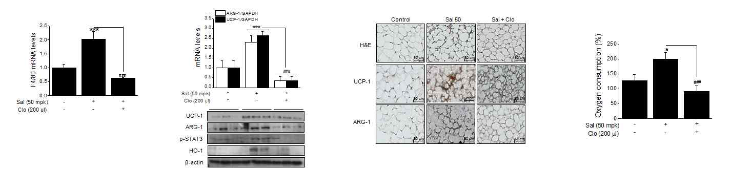 Sodium salicylate의 in vivo browning 작용에 있어서 clodronate의 효과