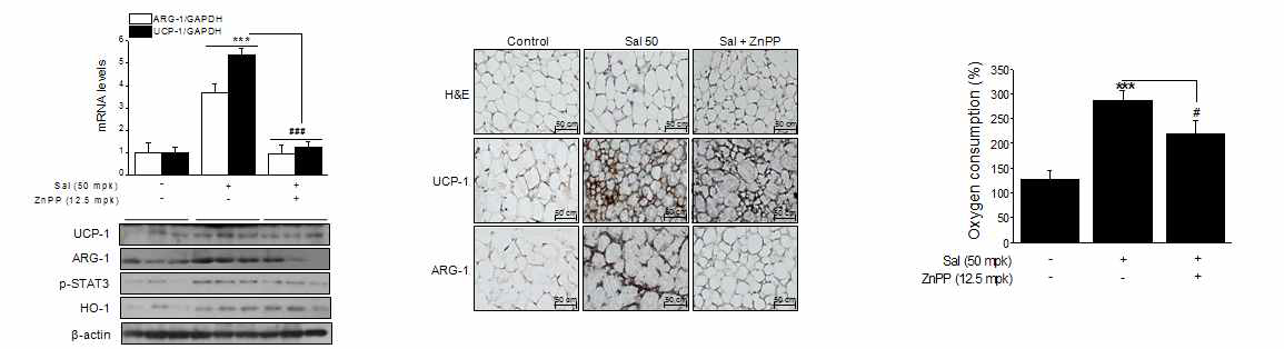 Sodium salicylate의 in vivo browning 작용에 있어서 ZnPP의 효과