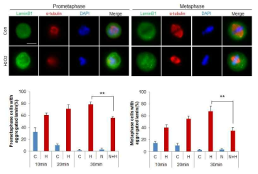 H2O2에 의한 mitosis 동안의 lamin aggregates 형성