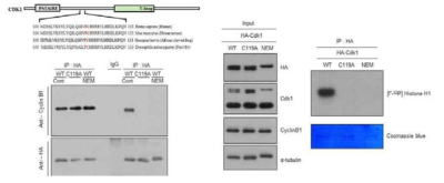 Cdk1의 Cysteine 잔기 변형에 따른 Cyclin B1과의 결합감소와 활성 저하