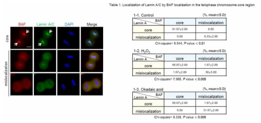 BAF의 mislocalization은 Lamin A의 mislocalization을 동반한다