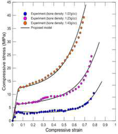 Bone density 및 Anatomical location에 따른 응력-변형률 곡선의 비교 (실험 및 수치해석)