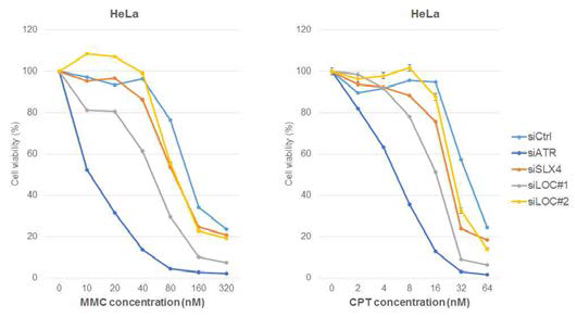HeLa 세포에 siRNA를 이용하여 LOC81691을 knock-down한 후 MMC와 CPT를 각각 처리하여 세포분역에 대한 민감도를 측정