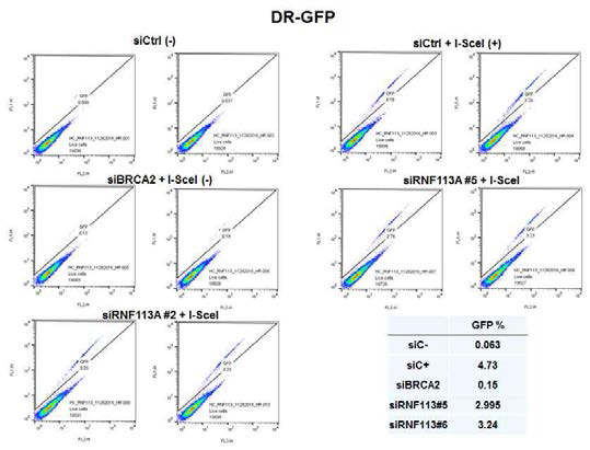 RNF113a를 siRNA로 knock-down한 후 DR-GFP assay 결과