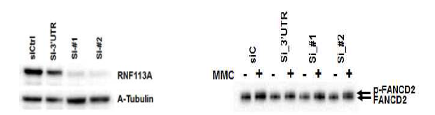 RNF113A siRNA knock-down 확인 및 FANCD2 phosphorylation 확인