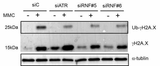 RNF113A 발현을 저해한 세포에서는 γH2A.X 발현이 줄어듬