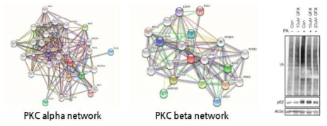 생물정보학적 분석과 렌티바이러스 gene knockdown을 통해 PKC 단백질이 포화지방산에 의한 오토파지 손상에 연관성이 있음을 확인함