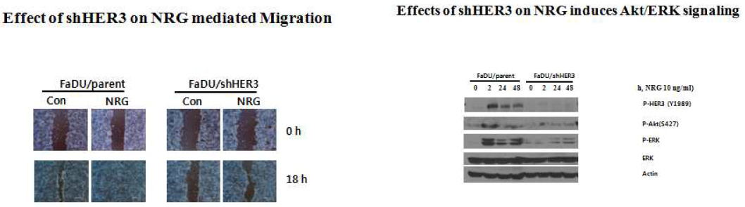 NRG에 의한 migration에 영향을 미치는 HER3 signaling pathway