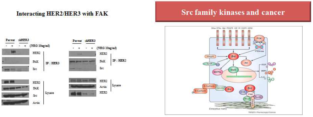 HER2/HER3 dimerization에 의한 FAK/Src 신호전달