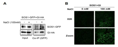 GI-SOS1간 protein-protein interaction. (A) Co-immunoprecipitation, (B) BiFC analysis