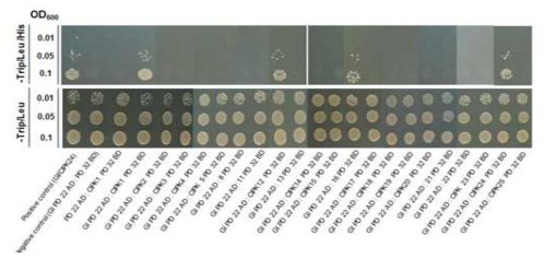 Yeast-two hybrid screening을 통해 GI와 결합하는 CIPK 단백질 탐색