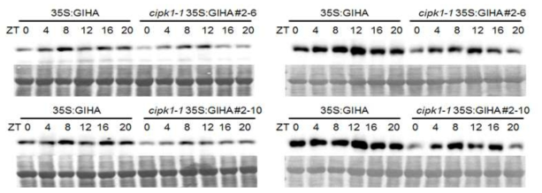 CIPK1 유전자가 GI 단백질의 안정화에 기능확인