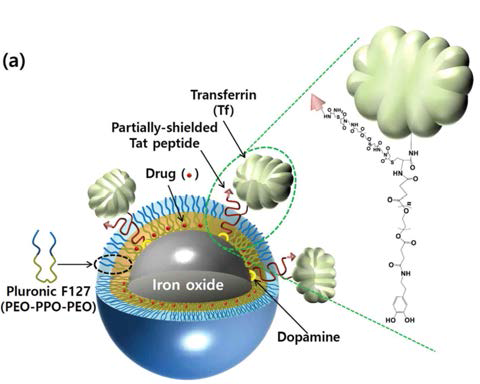 Y형 리간드(Tf/Tat-PD-ION)가 연결된 나노파티컬의 컨셉 그림