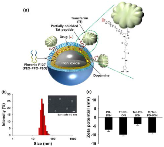 (a) Y형 리간드(Tf/Tat-PD-ION)가 연결된 나노파티컬의 컨셉 그림. (b) PBS(150 mM, pH 7.4)에서 Tf/Tat-PD-ION의 입자 크기 분포와 TEM 이미지. (c) PBS(150 mM, pH 7.4)에서 PD-ION, Tf-PD-ION, Tat-PD-ION, Tf/Tat-PD-ION(n=3)의 제타 전위 값
