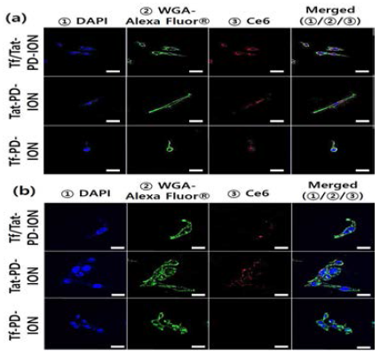 Tf-PD-ION(equivalent Ce6 10 μg/mL), Tat-PD-ION(equivalent Ce6 10 μg/mL), Tf/Tat-PD-ION(equivalent Ce6 10 μg/mL)를 처리(배양 시간 4시간)한 (a) U87-MG 종양세포, (b) CHO-K1 종양세포의 confocal 이미지