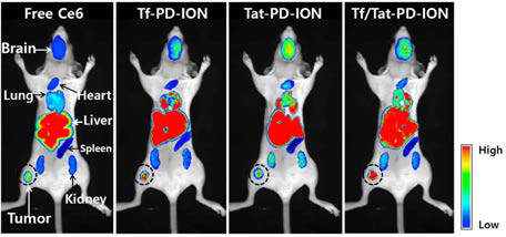 Tf-PD-ION(equivalent Ce6 2.5 mg/kg), Tat-PD-ION(equivalent Ce6 2.5 mg/kg), Tf/Tat-PD-ION(equivalent Ce6 2.5 mg/kg), free Ce6(2.5 mg/kg)를 U87-MG 종양 유발 누드마우스의 꼬리 정맥으로 주사한 뒤 4시간 경과 후 적출한 장기의 in vivo 비침습적 형광 이미지