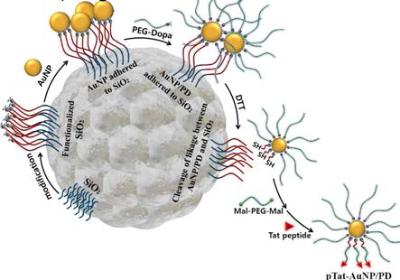 한쪽 방향성 Tat 나노파티컬 제조