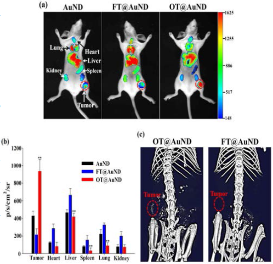 (a) T98G 종양 세포가 이식된 누드마우스에 정맥 주사된 샘플의 형광 영상. (b) T98G 종양 세포가 이식된 누드마우스에 정맥 주사 후 적출한 장기의 형광 광도 측적. (c) T98G 종양 세포가 이식된 누드마우스에 OT@AuND와 FT@AuND를 정맥 주사 후 컴퓨터 단층 촬영(CT; Computed Tomography) 이미지