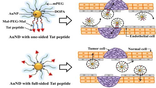 Tat peptide를 갖는 금 나노파티컬의 종양 표적화 컨셉