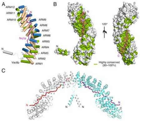 Vac8-Nvj1 단백질 복합체 3차원 구조