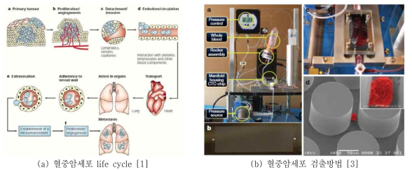 혈중암세포 개념도 및 검출장비