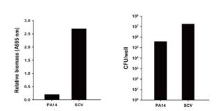 PA14와 SCV 비교
