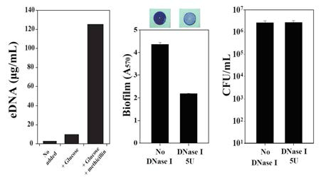 바이오필름 matrix에 DNA I 처리 후 Biomass, 생균수 변화