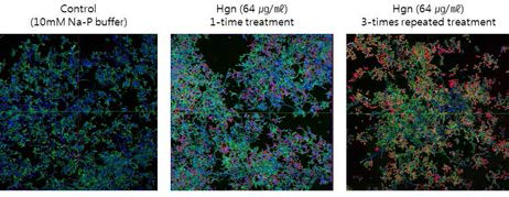 Biofilms formed in permanox chamber slides were stained with SYTO 9 (stains live yeast green), calcofluor white (stains fungal cell walls blue), and propidium iodide (stains dead yeast red). Biofilms were treated with buffer (control) or Haloganan for 1 hour once or 3-times consecutively