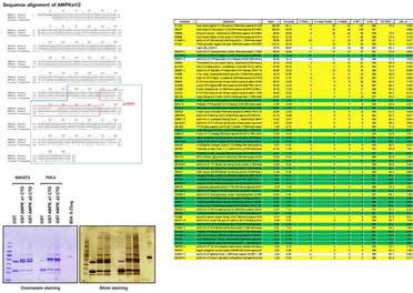 AMPKa1/a2 isoform-specific interactome analysis