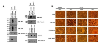 Establishment of oncogene-specific transformed cell line. (A) Expression of target oncogene in the cell line (B) Colony formation assay of the transformed cells