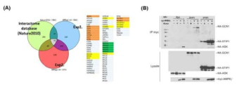 AMPKg interactome 분석. (A) TAP purification/HPLC/MS 분석 및 Database 분석을 통한 AMPKg 특이적 결합단백질 70개 후보 단백질 발굴 (B) HEK293 세포에 후보 단백질과 AMPKg 단백질을 발현시킨 후 세포에 glucose starvation을 통하여 에너지 결핍상태를 유도하여 결합여부 및 결합력 변화를 Co-immunoprecipitation을 통하여 분석함