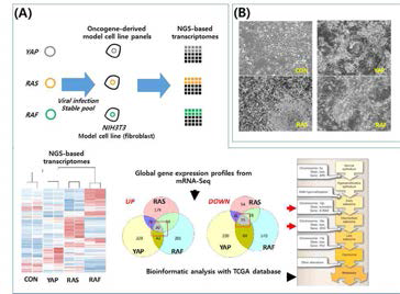 발암 유전자 유도 모델 암세포주의 유전체 분석 (mRNA-Seq and bioinformatic analysis with TCGA human cancer database) 및 oncogenic potential 평가
