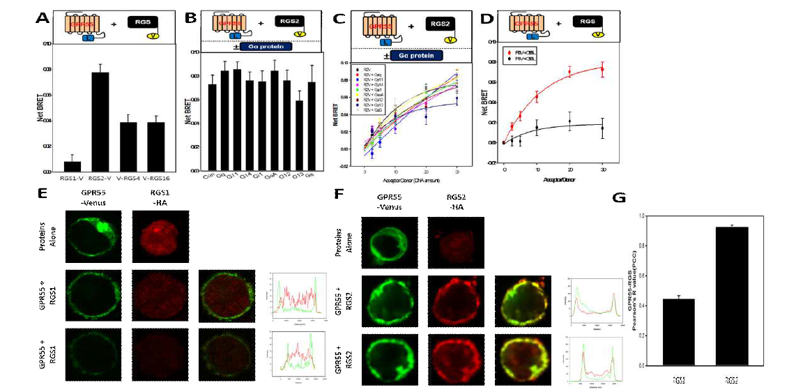 GPR55와 RGS 결합특성 확인 및 RGS2와의 특정 결합 확인