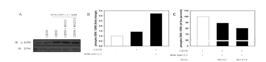 CBR1의 활성화에 RGS13이 미치는 영향