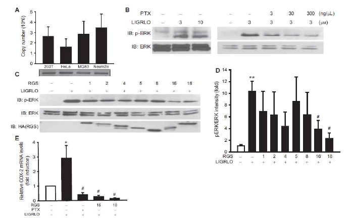 PAR2가 내재적으로 발현되는 세포 시스템에서 RGS16 및 RGS18에 의한 PAR2 신호전달의 억제 효과