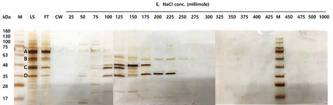 Cation-exchange chromatography법으로 Hela cell line으로부터 단백질을 분획한 SDS-PAGE 결과
