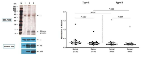 정상인과 자궁경부암 환자 혈액의 HPV16 PsV와 histone 복합체에 대한 항체 반응성 조사. HPV16 PsV와 histone complex는 1차년도에 준비되었으며 type II와 type III은 type I에 비해 human cellular histone이 많이 부탁되어 있음(왼쪽). 정상인과 자궁경부암 환자 혈액의 HPV16 PsV+histone complex type I 및 type II에 대한 항체 반응성을 ELISA를 통해 조사함(오른쪽). Normal, n=20; Cancer, n=20