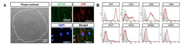 혈관내피전구세포에서 혈관내피세포 마커 발현 확인