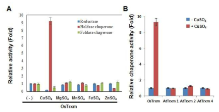 구리 유무에 따라 수도 Trxm 단백질과 애기장대 OsTrxm 단백질들의 Chaperone activity.(A) 여러 가지 금속이온 존재 하에서 수도 OsTrxm 단백질의 Chaperone activity. (B) 구리 유무에 따른 수도 OsTrxm 단백질과 애기장대 Trxm 단백질들의 Chaperone activity