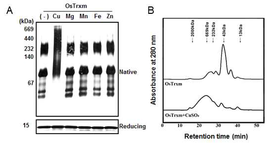 수도 OsTrxm 단백질의 구조변화 관찰. (A) 여러 가지 금속하에서 Native, reducing SDS-gel상에서 수도 OsTrxm 단백질의 구조변화 (B) SEC를 이용한 구리 의존적으로 수도 OsTrxm 단백질의 분자크기 및 구조 관찰