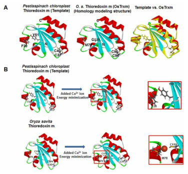 구조 시뮬레이션을 통한 수도 OsTrxm의 구리와의 결합 할 수 있는 아마노산잔기를 조사 (A) Pestisspinach Trxm을 template를 하여 3차 구조시뮬레이션을 활용하여 OsTrxm 구조를 prediction.(B) Energy minimization을 한 후 구리 이온과 결합하는 OsTrxm의 아미노산 잔기들 prediction
