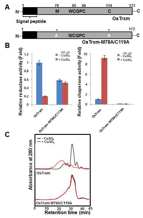 구리 의존적 수도 OsTrxm의 구조 및 chaperone 기능변화에 OsTrxm의 구리이온과 결합 할 수 있는 아마노산잔기 Point mutation 시킨 단백질인 OsTrxm M78A/C119A의 영향 (A)아마노산잔기 Point mutation 시킨 단백질인 OsTrxm M78A/C119A 구조. (B) 구리 유무에 따른 수도 OsTrxm과 OsTrxm M78A/C119A 단백질들의 Insulin reduction과 chaperone activity. (C) 구리 유무에 따른 수도 OsTrxm과 OsTrxm M78A/C119A 단백질들의 SEC통한 구조 변화